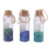 Set Botellas Náuticas Decorativas Diseño Conchita, Ancla y Estrella de Mar